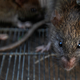 Image for article titled The Indian police force has a rat problem. Or so it claims